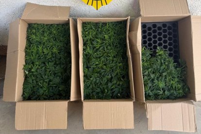 Imatge de les caixes amb marihuana que van trobar en un dels vehicles.