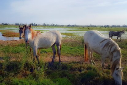 La Isla de Buda es hogar de los caballos salvajes de la Camarga.