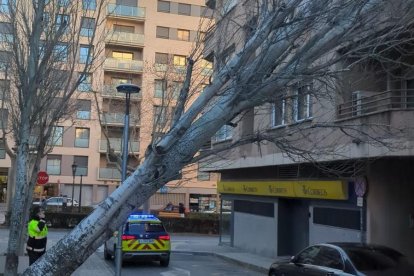 Imatge de l'arbre caigut a Valls.