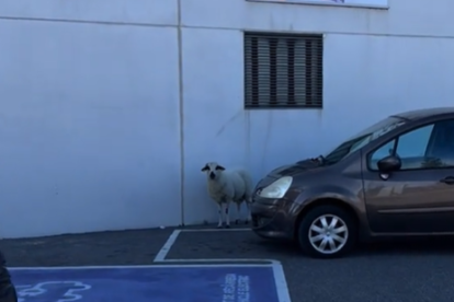 Imatge de l'ovella a l'aparcament del Consum de Reus.