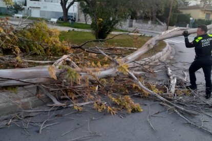 Imatge d'un arbre caigut a la Plaça Jaume I a la zona de Can Nicolau de Cunit.