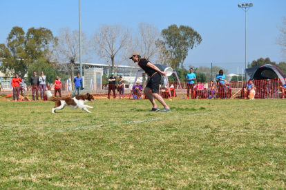 El torneig ha deixat imatges veritablement espectaculars, amb tombarelles i acrobàcies entre home i gos realment complicades de veure fora d'una competició