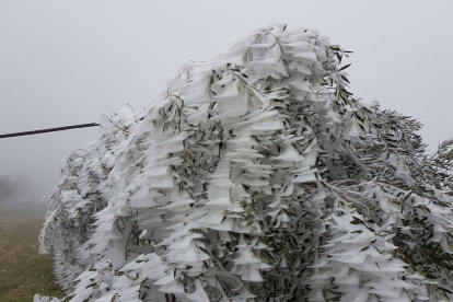 El blanc ha arribat a la Fatarella