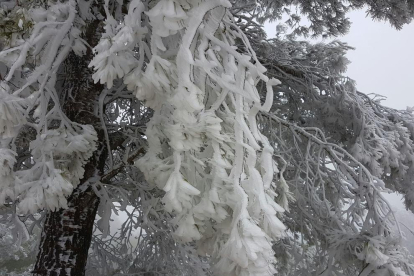 El blanc ha arribat a la Fatarella