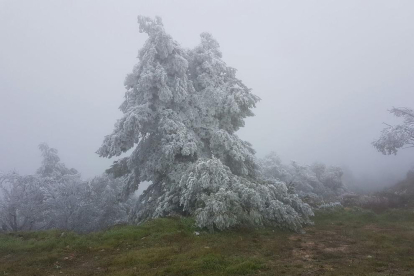 El blanc ha arribat a la Fatarella