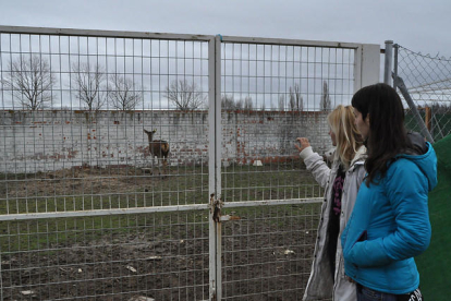 Faada i El Hogar Animal Sanctuary rescaten un cèrvol femella de Zamora
