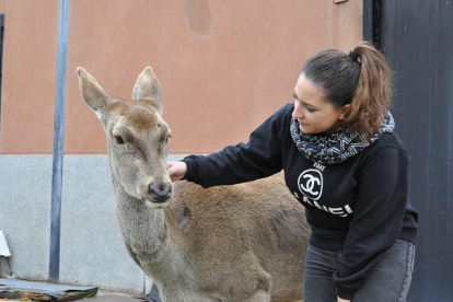 Faada i El Hogar Animal Sanctuary rescaten un cèrvol femella de Zamora