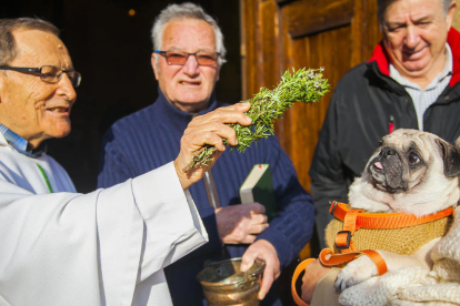 Benedicció d'animals a l'església de Sant Llorenç