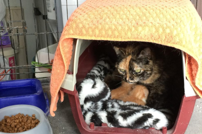 Vora 150 gats acabats de néixer van ser abandonats en contenidors el 2016