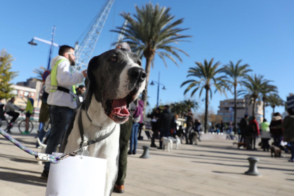 4a edició de la Passejada de Gossos de Tarragona