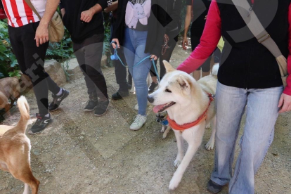 Paseo solidario de perros en la Boca de la Mina.