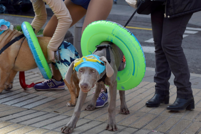 Desfilada de disfresses canines del segon concurs organitzat per l'associació Galgo112.