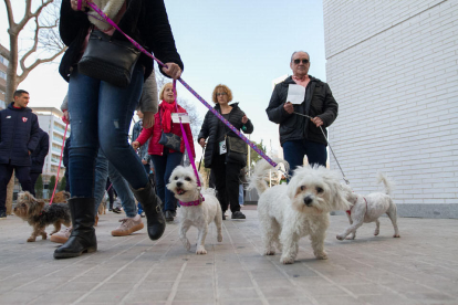 160 gossos van passejar pels carrers de Reus en el marc de la 9a edició de la fira Bestial