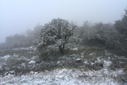 En el Montagut, en el término municipal de Querol, la nieve deja este paisaje.