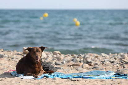 Sólo cinco municipios de Tarragona ofrecen playas para perros