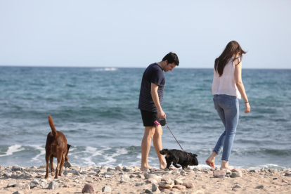 Només cinc municipis de Tarragona ofereixen platges per a gossos