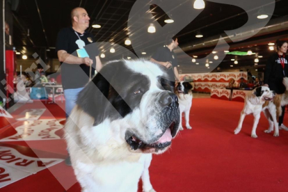 Exposició Internacional Canina a Reus