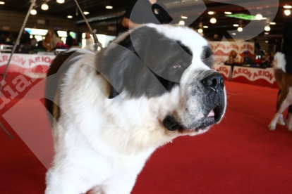 Exposición Internacional Canina en Reus
