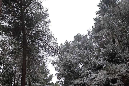 La nieve hace acto de presencia en Colldejou