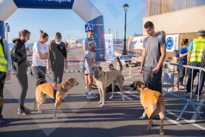 Els participants juntament amb els seus acompanyants canins han participat en una cursa que ha tornat a la presencialitat després d'un any amb realització virtual a causa de la pandèmia de la covid-19.