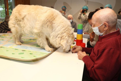 Teràpia amb gossos al Centre d'Alzheimer de Reus