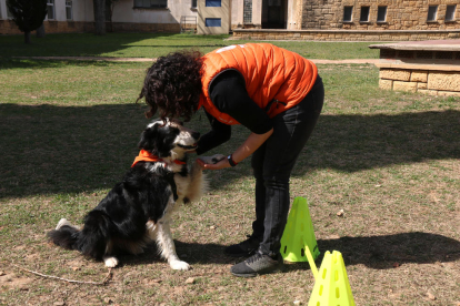 Terapia con perros en el Barnahus