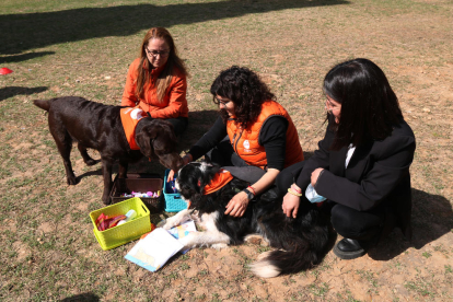 Terapia con perros en el Barnahus