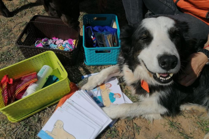 Terapia con perros en el Barnahus