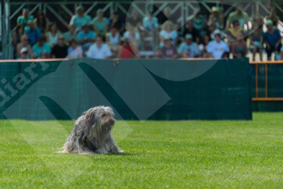 Moisés Tarrés, con su perro Mac, ganó la edición de este año que reunió cerca de un millar de personas