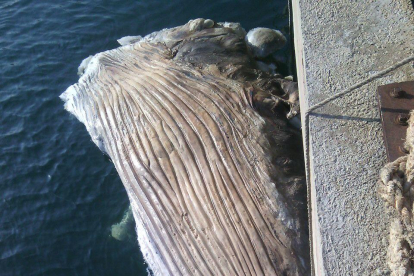 Pla general de la balena morta un cop remolcada al Port de Tarragona. Imatge del 31 d'agost del 2016