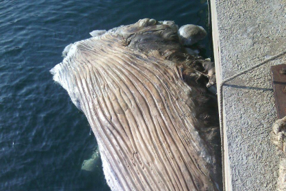 Troben un cetaci en descomposició davant del Cap Salou