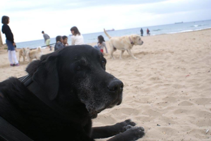 Els gossos ja no poden accedir a les platges tarragonines