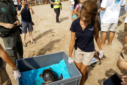 Moments previs a l'alliberament d'una de les tortugues.