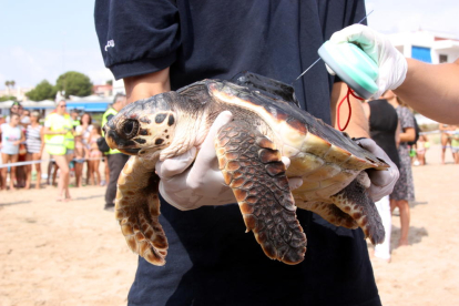 Primer pla d'una de les tortugues babaues que s'han alliberat a Tarragona, amb un emissor via satèl·lit i amb una tècnica llegint el xip identificador que porta instal·lat, el 31 d'agost del 2016