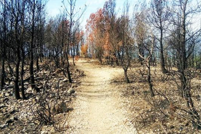 Las llamas quemaron 9,6 hectáreas de pino carrasco y matorral entre el 22 y el 24 de agosto.