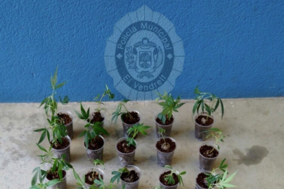 Las plantas de marihuana y las armas blancas interceptadas por la Policía Municipal del Vendrell.