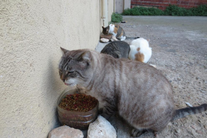 GAIA y Tarraco Gats esterilizan 61 gatos de la Parte Alta en dos años