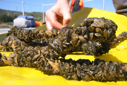 Ejemplares del mejillón acebrado encontrados en el tramo inferior del río Ebro.