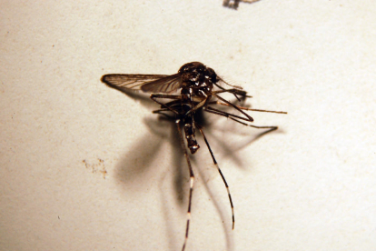 Como prevenir las picaduras del mosquito tigre