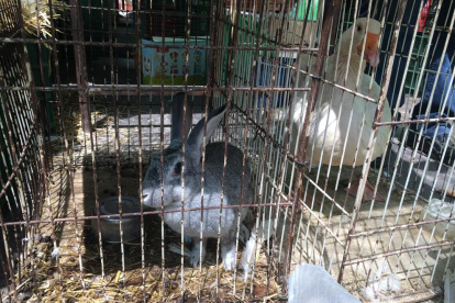 Imatge d'aquesta darrera setmana en una de les parades d'un conill i una oca en les seves gàbies.