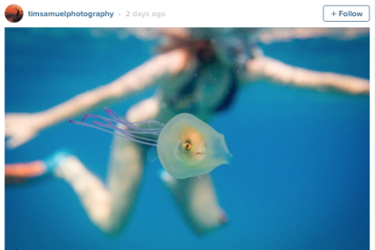Un pez se queda atrapado dentro de una medusa