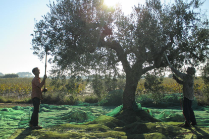 JARC-COAG denuncia importació d'oli d'oliva de Tunísia