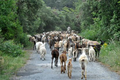 El Paratge Natural de Poblet recupera l'antic camí ramader que unia el monestir i Prades
