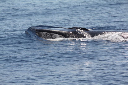 El número de avistamientos de ballenas se duplica este 2016