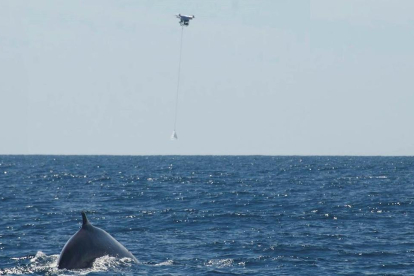 El número de avistaments de ballenas se duplica este 2016