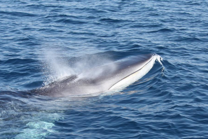 El nombre d'albiraments de balenes es duplica aquest 2016