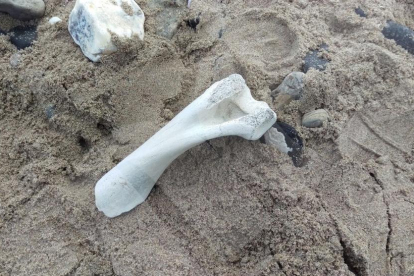 Imagen de los restos que se encontraron el lunes en la playa de la Pineda.
