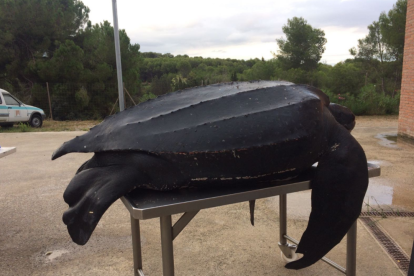 Imatge de l'exemplar mort de tortuga llaüt trobat a Vilanova i la Geltrú.