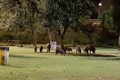 La manada de nou exemplars menjant a la zona de les taules, propera al col·legi Cèsar August.