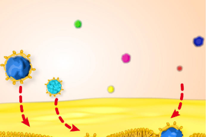 Nanopartículas de oro hidrófobas recubiertas de lípidos atravesando la membrana.